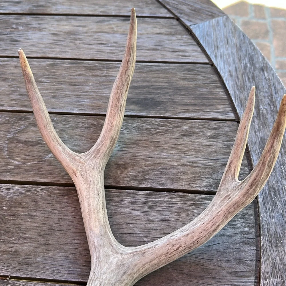 🦌Deer antler shedding, authentic real display art piece - Picture 3 of 4